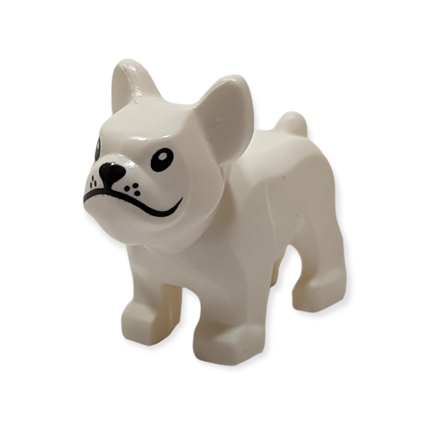 Französische Bulldogge in Weiß